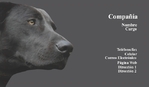 Veterinario 151-819